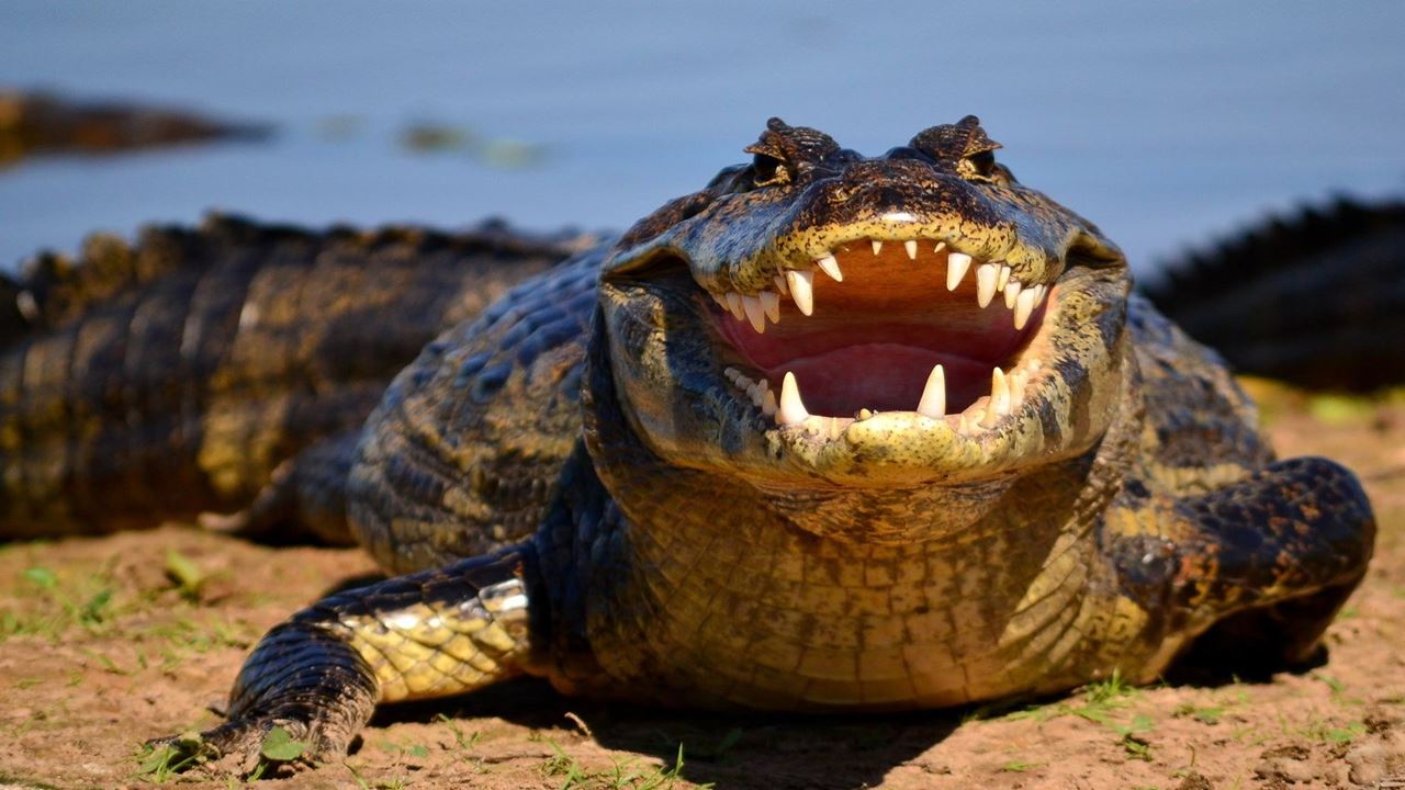 Focagem De Caimanes E Pesca De Piranhas (1)