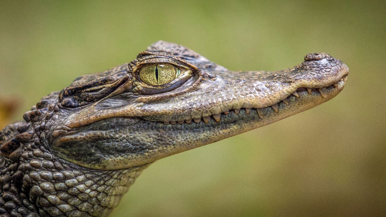 Focagem De Caimanes E Pesca De Piranhas (3)