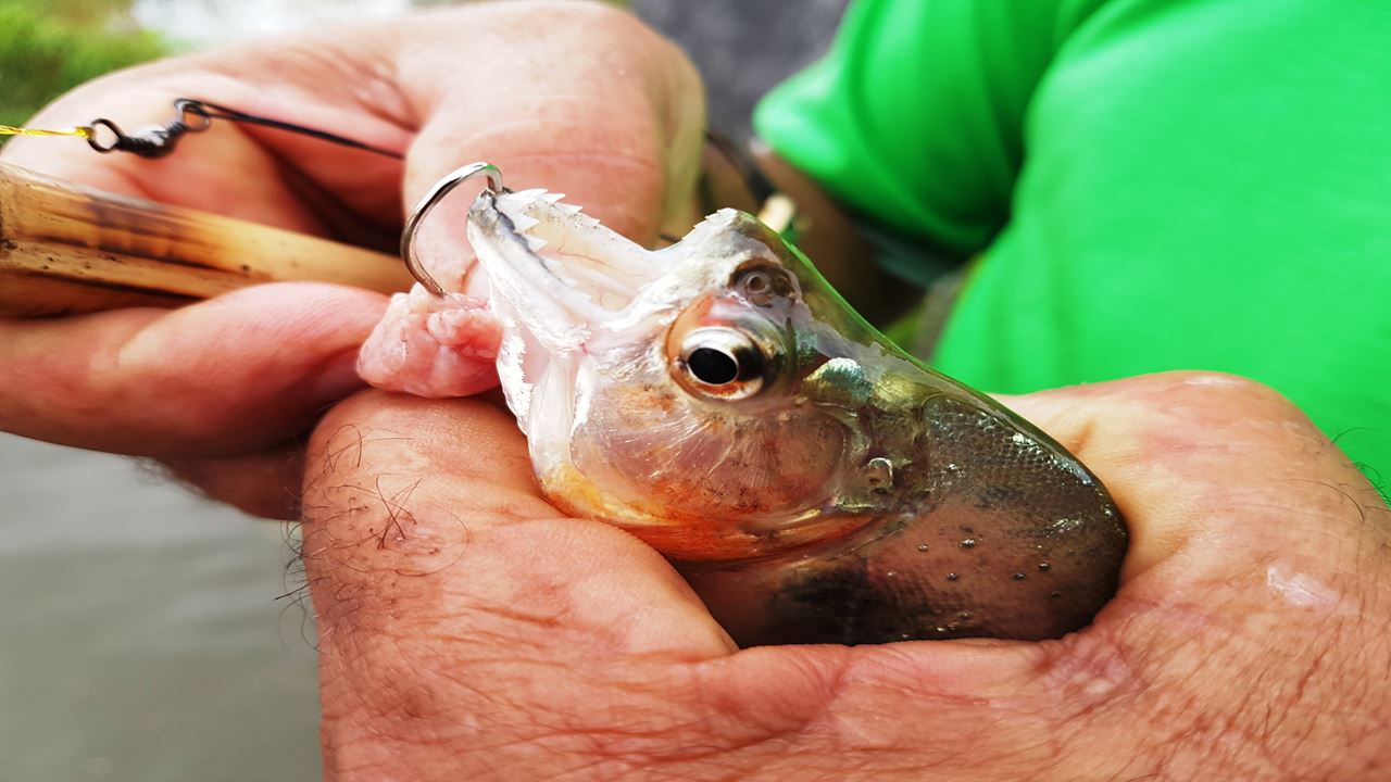 Focagem De Caimanes E Pesca De Piranhas (2)