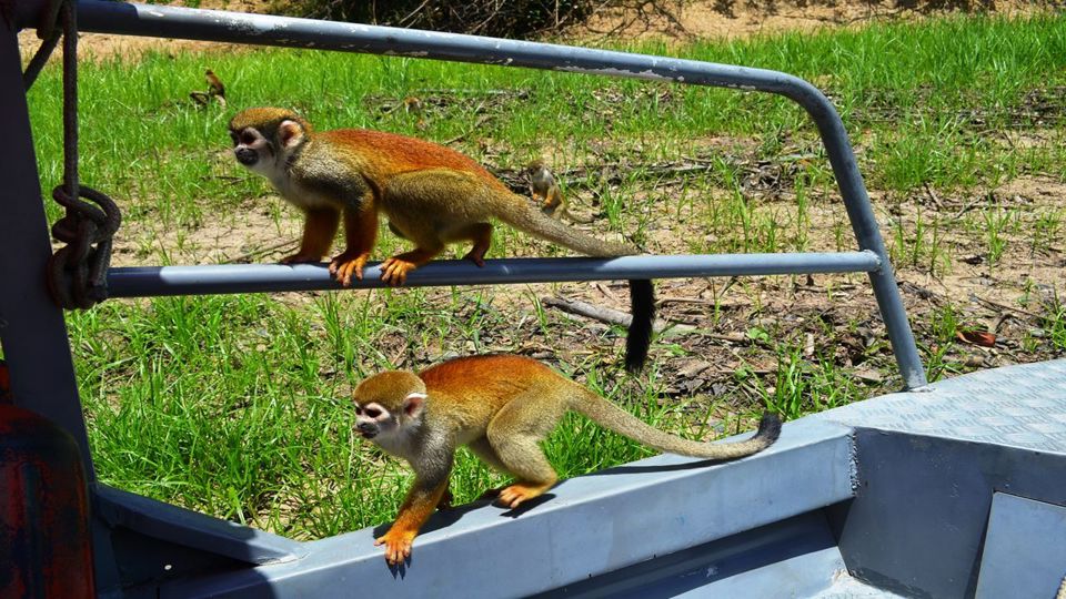 Parque Nacional de Anavilhanas: Caminhada pelo Arquipélago foto 4