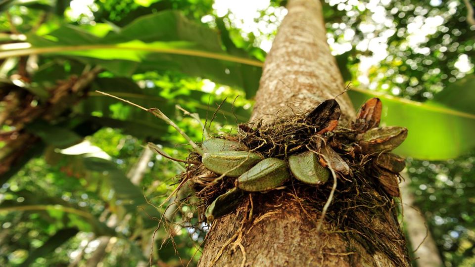 Cataratas Presidente Figueiredo: Caminhada com Almoço foto 2