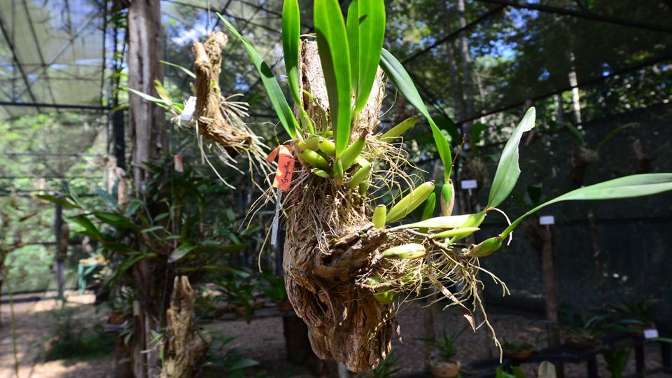 Dia de Museus Naturais Inpa e Musa na Amazônia foto 7