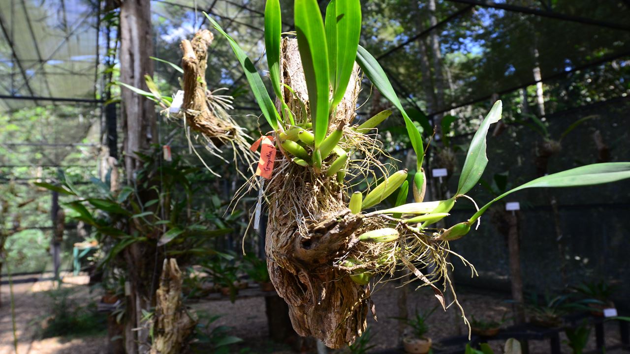 Combo Dos Museus Naturais Da Amazônia (Inpa E Musa)
 (6)