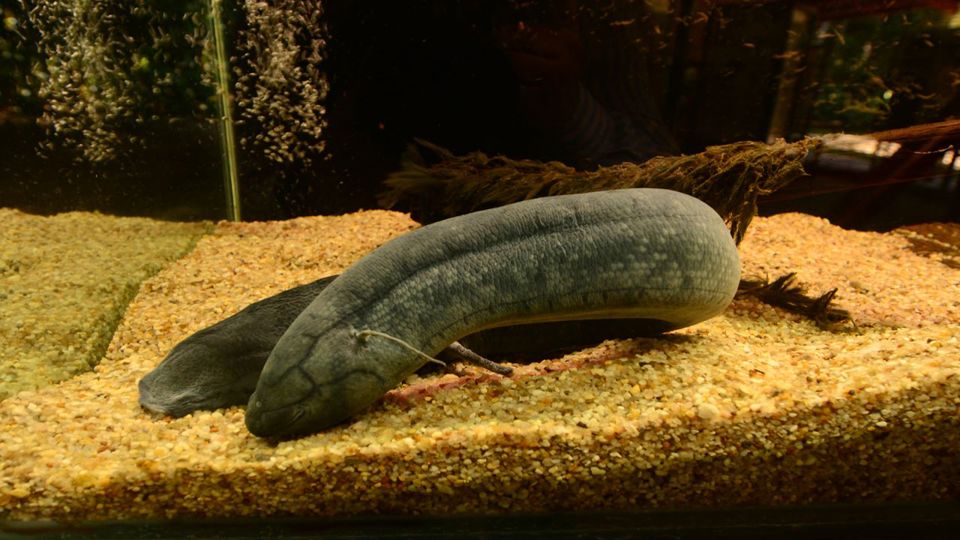 Dia de Museus Naturais Inpa e Musa na Amazônia foto 8