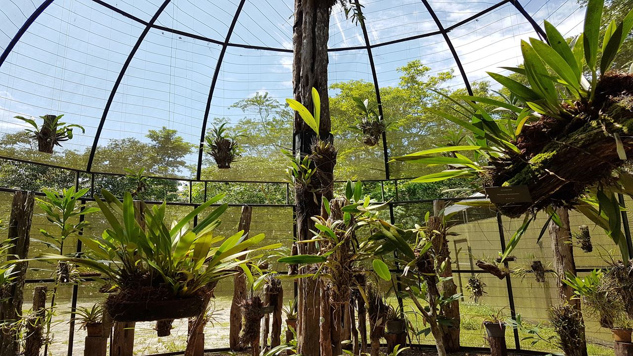 Combo Dos Museus Naturais Da Amazônia (Inpa E Musa)
 (1)