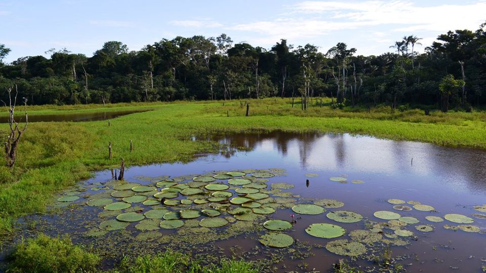 Nado com Golfinhos e Encontro das Águas no Amazonas foto 3