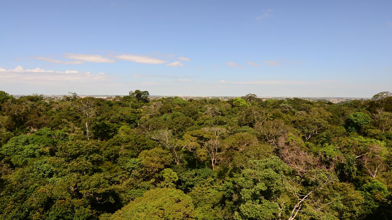 Arvorismo Na Amazônia
 (4)