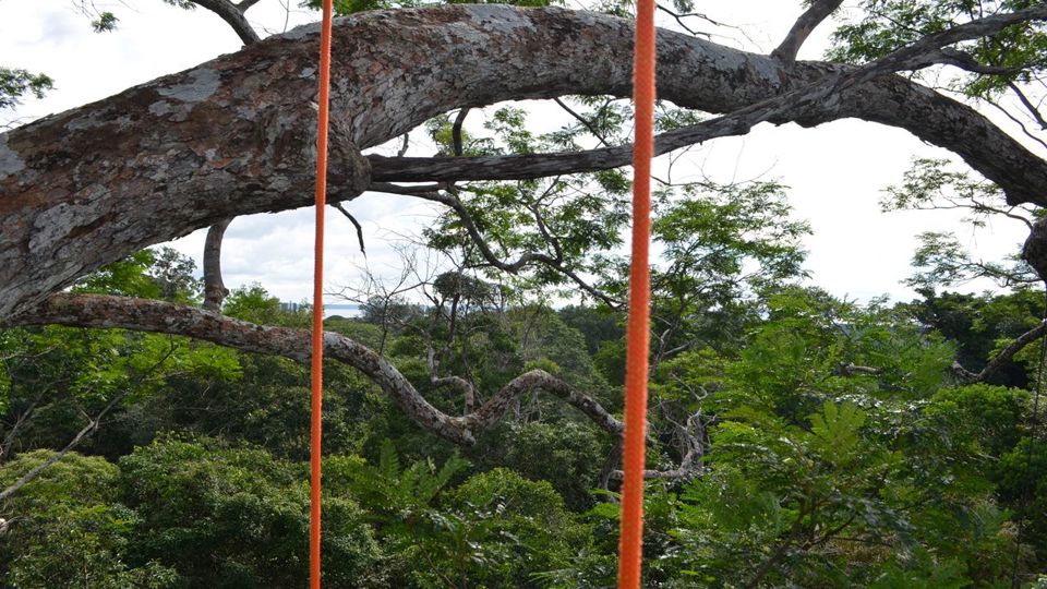 Tree Climbing in the Amazon foto 1