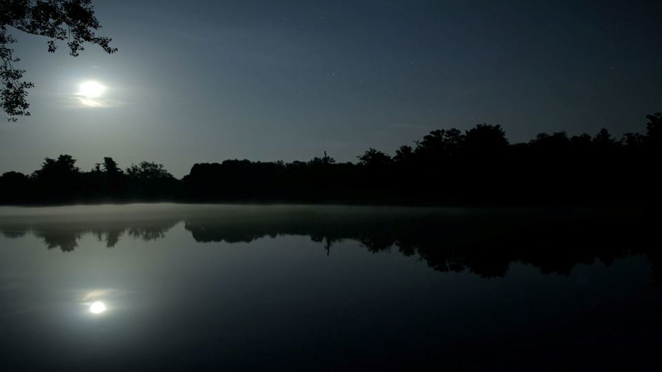 Observação Noturna de Jacarés na Selva Amazônica foto 2