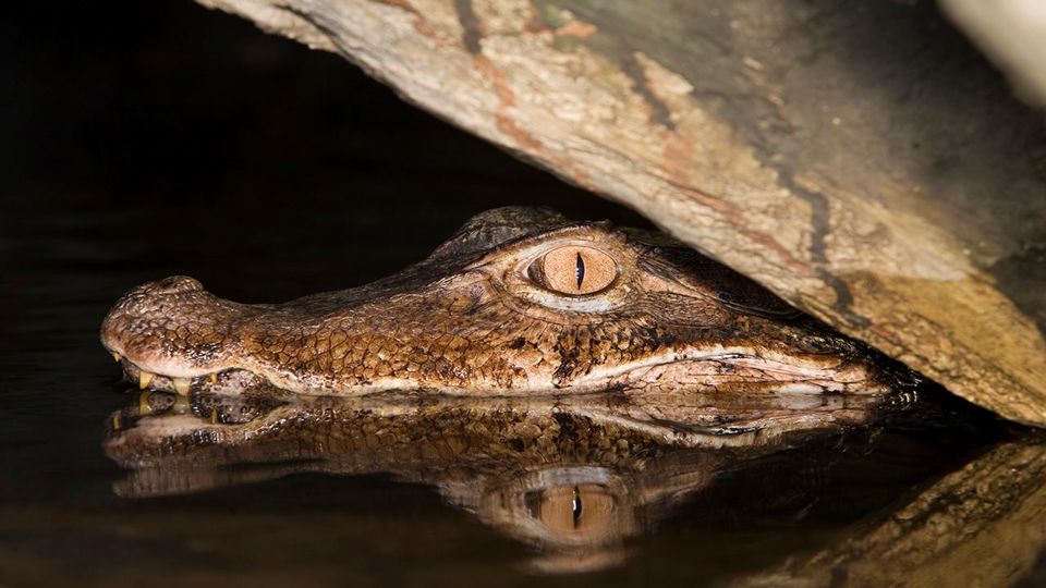 Observação Noturna de Jacarés na Selva Amazônica foto 1