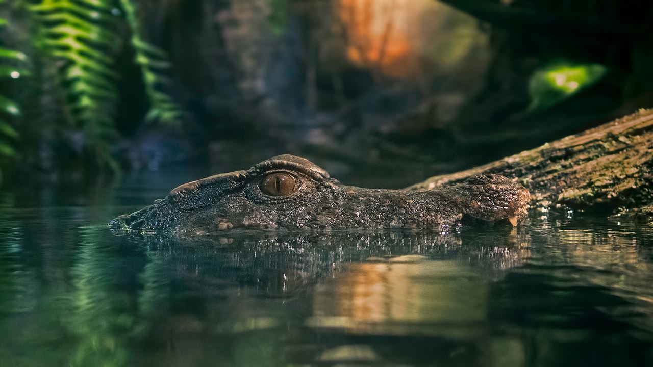 Passeio Na Selva Amazonica - Focaje De Jacares (3)