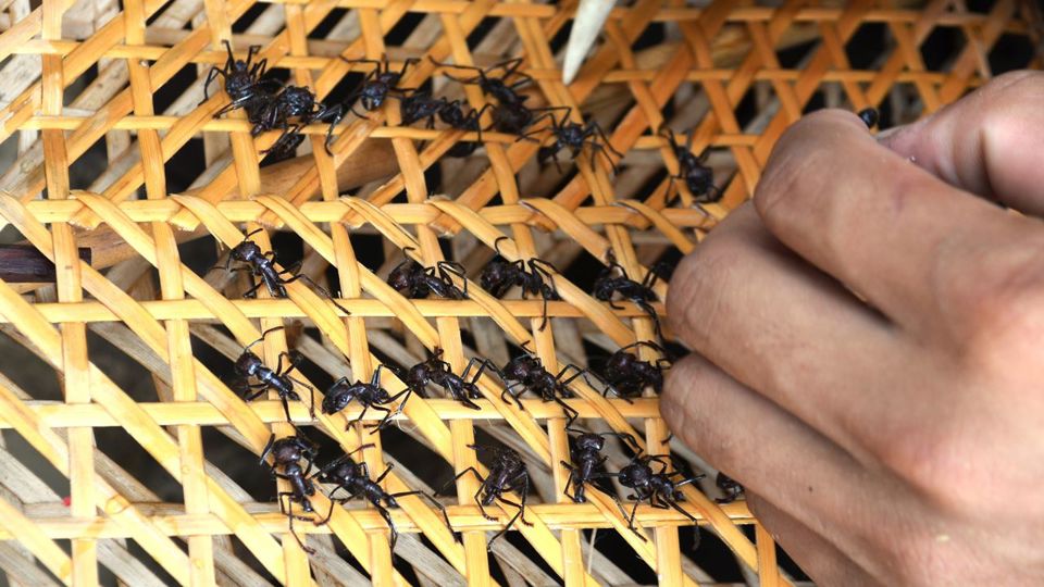 Tucandeira Ant Ritual in the Amazon foto 3