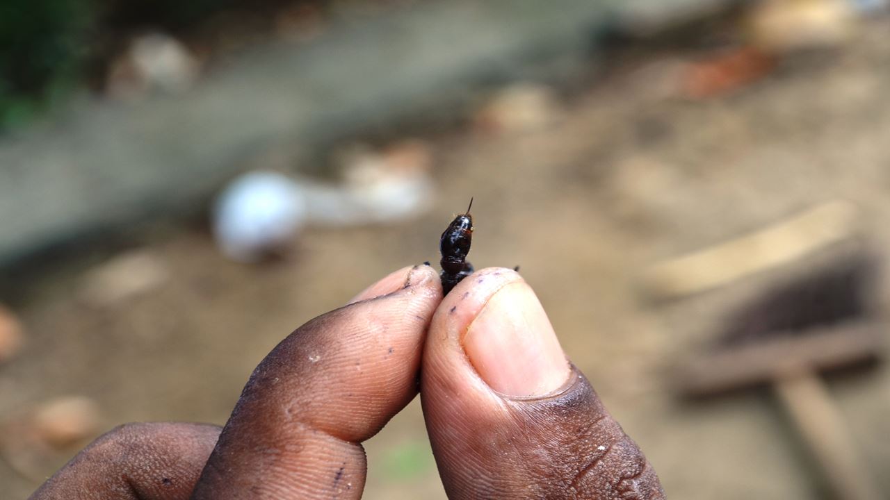 Ritual De Formigas Na Tucandeira Na Amazônia (1)