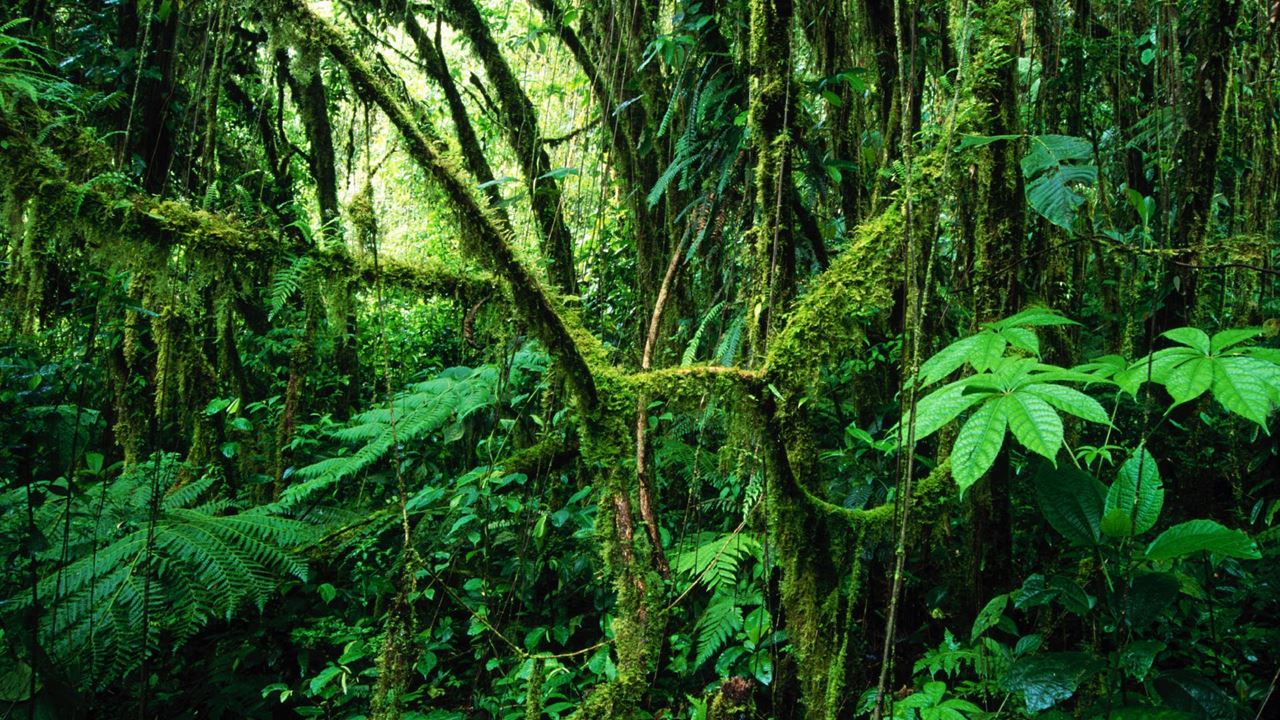 Sobrevivencia Na Selva (1)