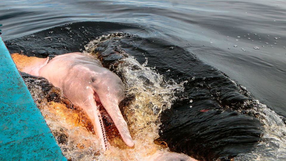 Día con Delfines Rosados del Río Amazonas foto 3