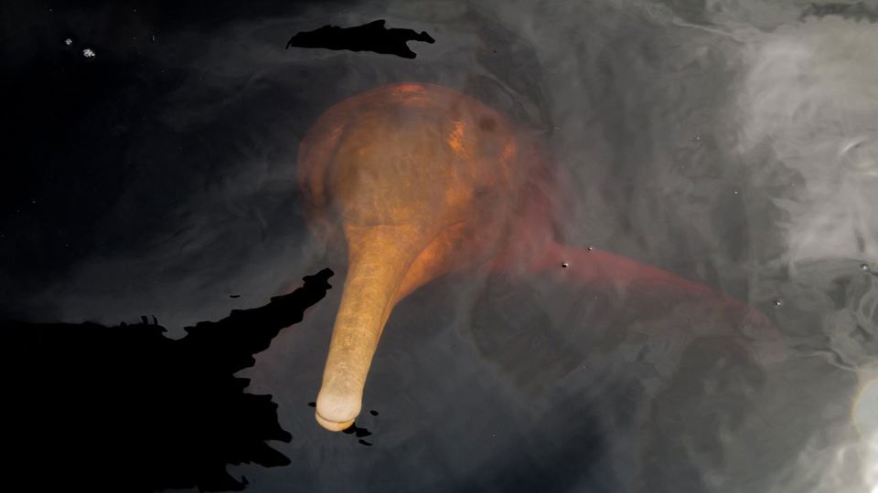 Día con Delfines Rosados del Río Amazonas foto 2