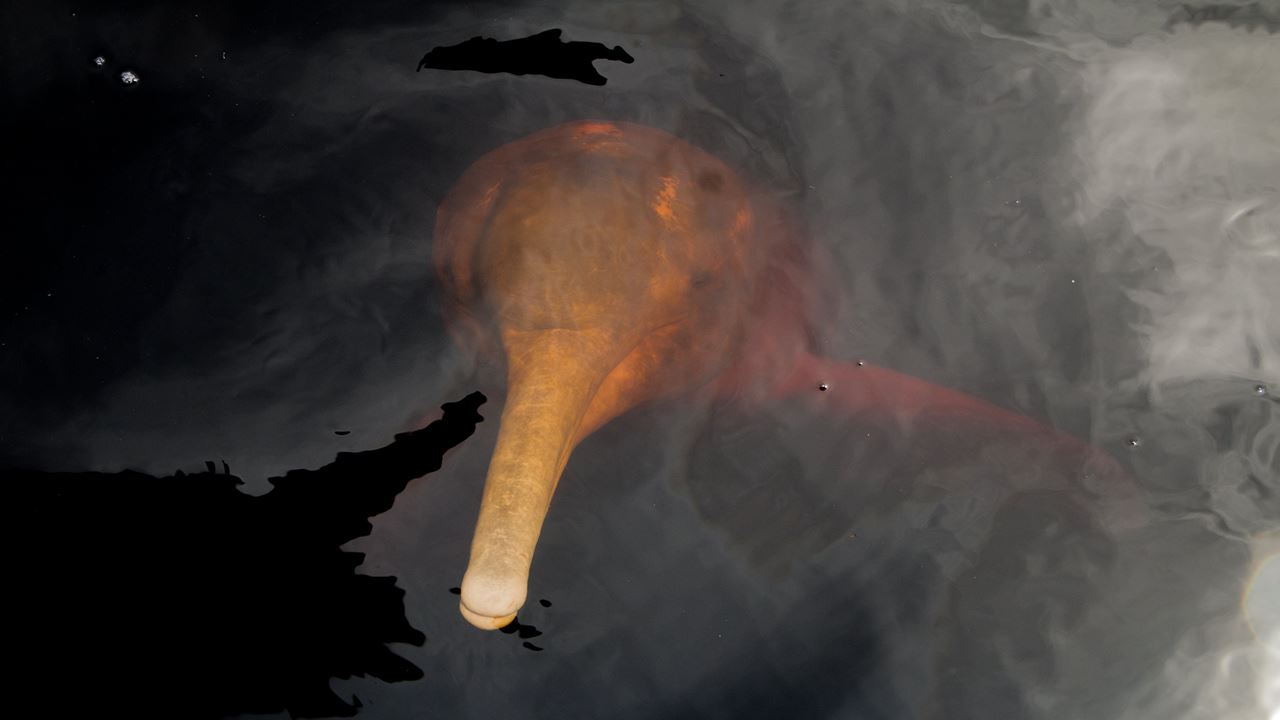 Un Día Con Delfines Del Amazonas (1)