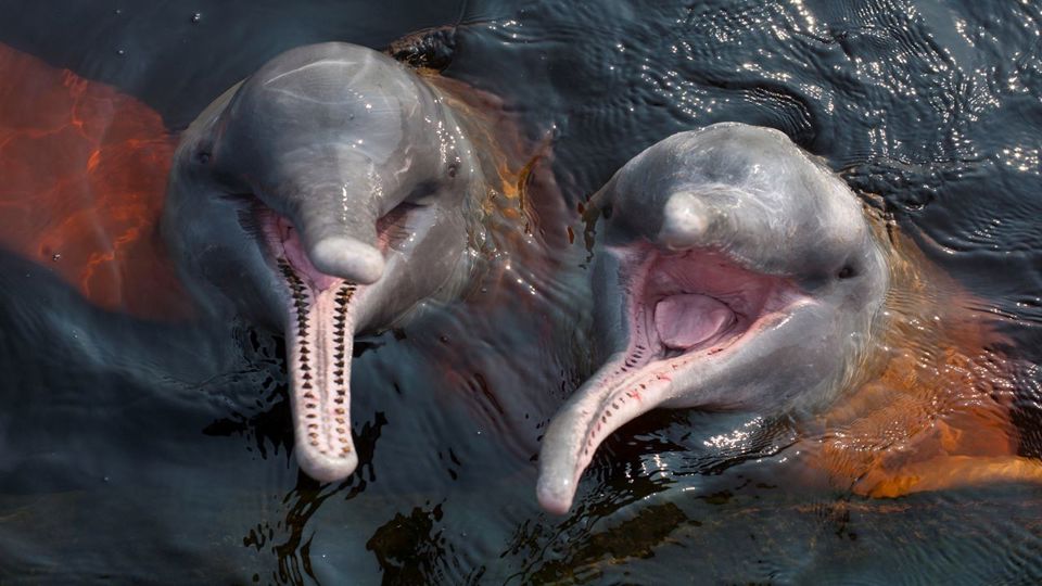 Día con Delfines Rosados del Río Amazonas foto 4